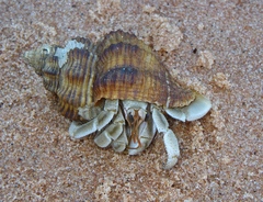 Coenobita variabilis
