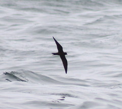 Black Storm Petrel photo 2