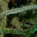 Hairy Pipefish - Photo (c) Tom Davis, some rights reserved (CC BY-NC), uploaded by Tom Davis