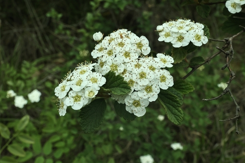 Spiraea nervosa observed 2025-04-17