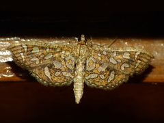 Nausinoe