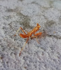 Ameles spallanzania