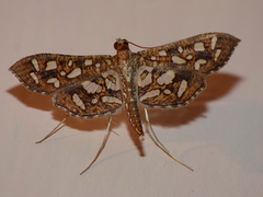 Nausinoe