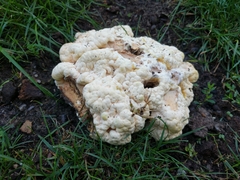 Laetiporus sulphureus