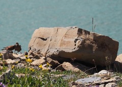 Leucosticte tephrocotis tephrocotis