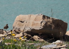 Leucosticte tephrocotis tephrocotis