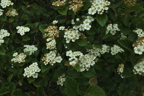 Spiraea nervosa observed 2025-04-17