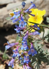 Penstemon albertinus