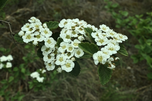 Spiraea nervosa observed 2025-04-17