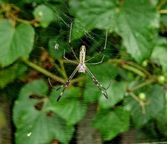 Trichonephila clavata