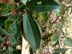 Cinnamomum verum