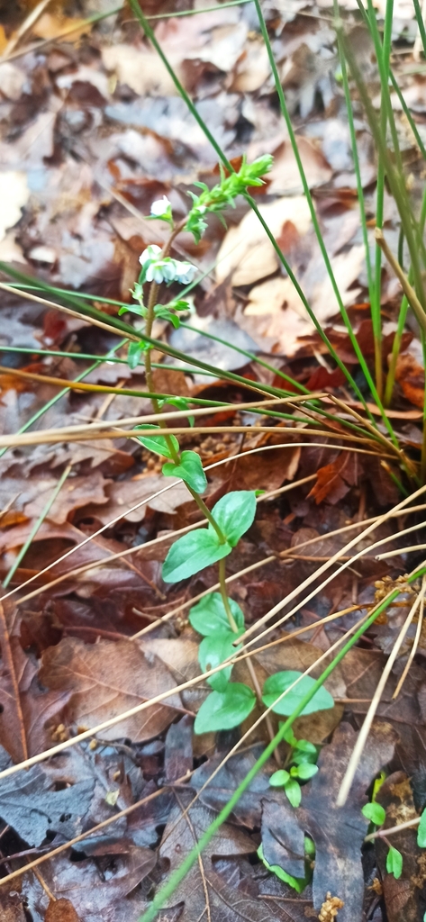 Thyme-leaved speedwell