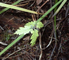 Alectryon excelsus excelsus