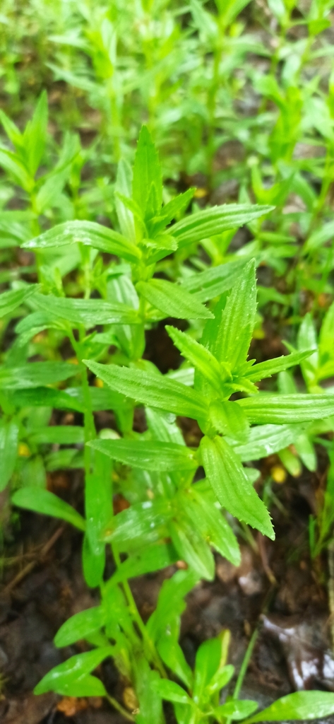 Hedge-hyssop