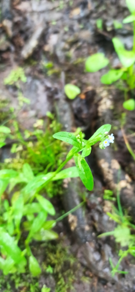 Bay forget-me-not