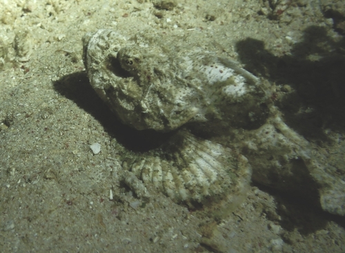 Devil scorpionfish (Scorpaenopsis diabolus) — Scorpaenidae — 3