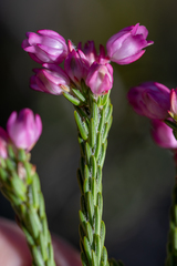 Erica excavata