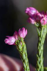 Erica excavata