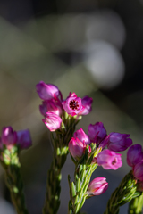 Erica excavata