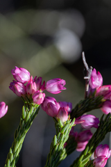 Erica excavata