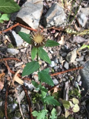 Centaurea pectinata