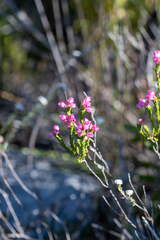 Erica excavata