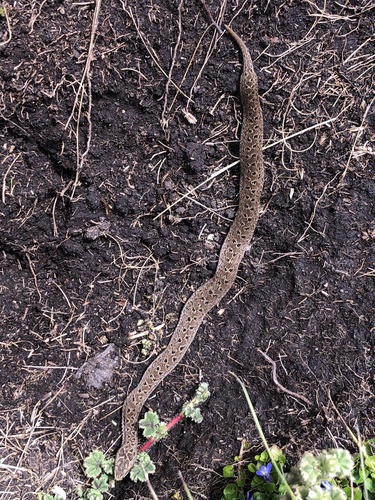 Photo of a Kenya Montane Viper (Montatheris hindii)