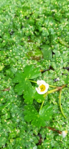 Pond Water-crowfoot