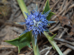 Eryngium vesiculosum