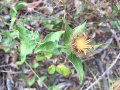 Centaurea pectinata