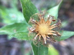 Centaurea pectinata