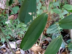 Smilax zeylanica