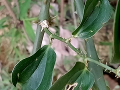 Smilax zeylanica