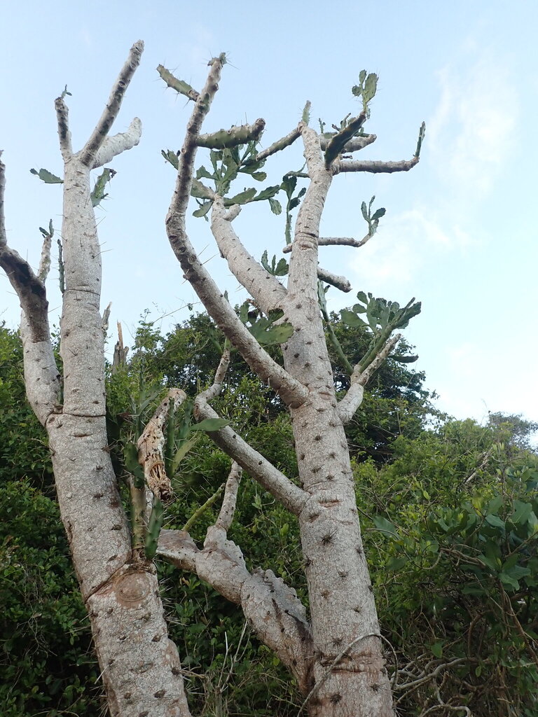 Brasiliopuntia brasiliensis, Sítio, Arraial do Cabo - RJ, Brazil