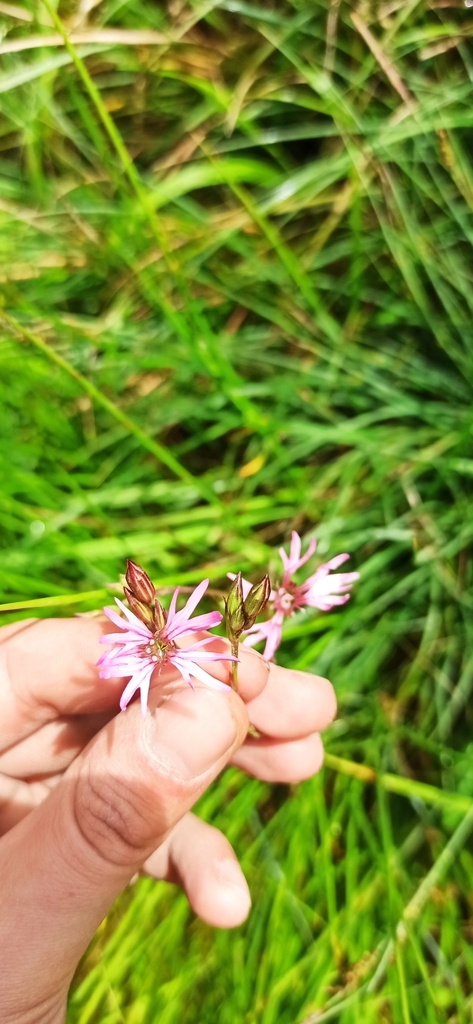 Ragged-robin