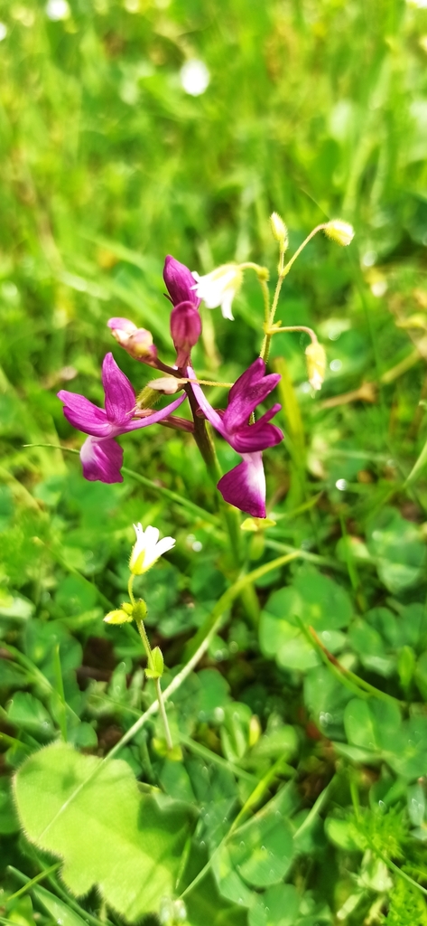 Orchide acquatica