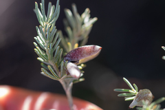 Indigofera hannariae