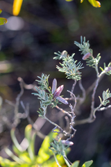 Indigofera hannariae