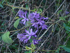 Petrea volubilis