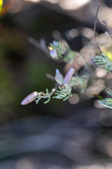 Indigofera hannariae