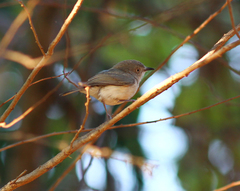 Newtonia brunneicauda