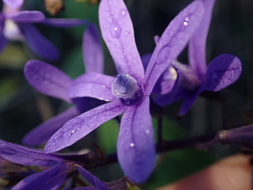 Image of Petrea volubilis by (c) agujaceratops, some rights reserved (CC BY)