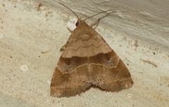 Noctuoidea