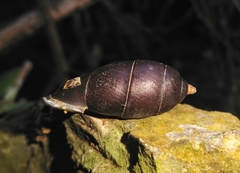 Oospira