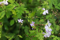 Silene × hampeana