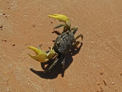 Neosarmatium australiense