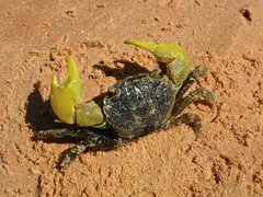 Neosarmatium australiense