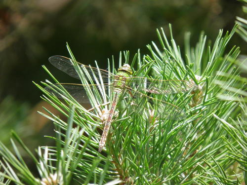 Imperatoriškasis Laumžirgis