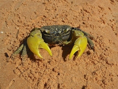 Neosarmatium australiense