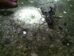 Mastigoproctus vandevenderi